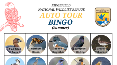 Bird Bingo - Species (Summer)