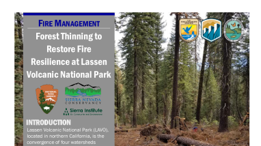 Forest Thinning to Restore Fire Resilience Handout