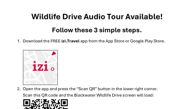 Wildlife Drive Audio Tour