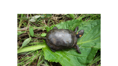 Programmatic Biological Assessment for the Effects of Transportation Actions on the Bog Turtle in PA - 2024