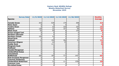 ENNWR Waterfowl Survey November 2025
