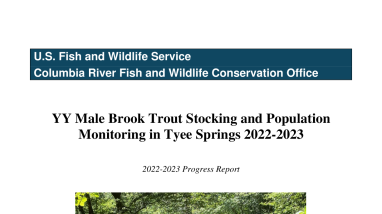YY Male Brook Trout Stocking and Population Monitoring in Tyee Springs 2022-2023, Progress Report