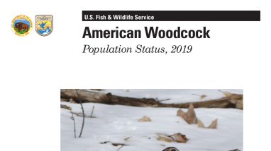 American Woodcock Population Status, 2019