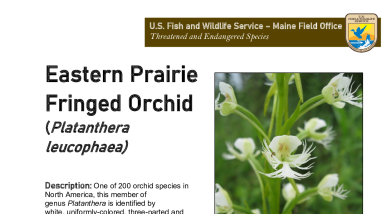 Maine Field Office Eastern Prairie Fringed Orchid Fact Sheet
