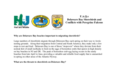 Frequently Asked Questions (F.A.Q.s) about Delaware Bay Shorebirds and Conflicts with Peregrine Falcons