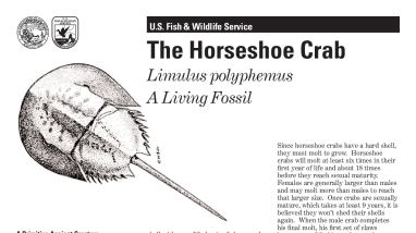 Horseshoecrab.pdf
