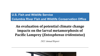 An evaluation of potential climate change impacts on the larval metamorphosis of Pacific Lamprey (Entosphenus tridentatus)