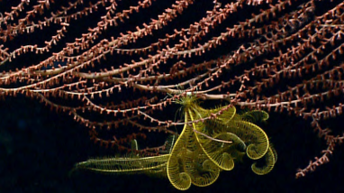 Northeast Canyons and Seamounts Marine National Monument Draft Management Plan and Environmental Assessment