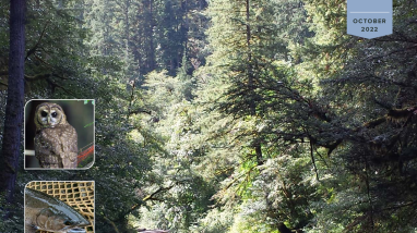 Public Draft ESRF_HCP_ADA_10.20.22.pdf