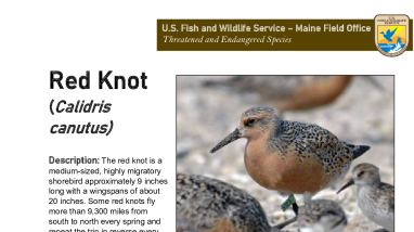 Maine Field Office Red Knot Fact Sheet