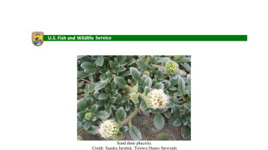 Frequently Asked Questions: Proposed Rule to List Sand Dune Phacelia as Threatened with Critical Habitat and a 4(d) Rule