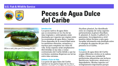 Peces de Agua Dulce del Caribe