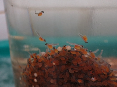 Rainbow trout eggs hatched into sac fry