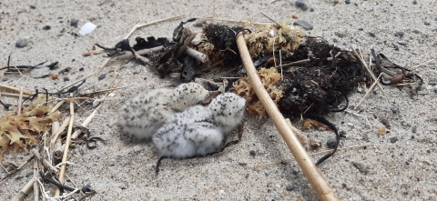 Small least tern chicks huddle against a sandy beach background with woody debris surrounding them. 