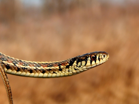 A garter snake in the air looking at the camera with only its head and neck.