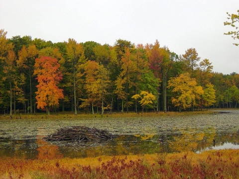Red and gold trees surround a lake that contains a beaver lodge -- a mound of sticks.