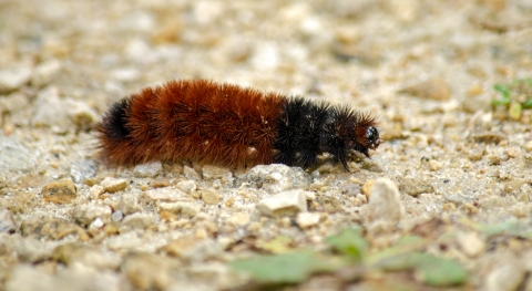 A woolly bear caterpillar crawls across a gravel path