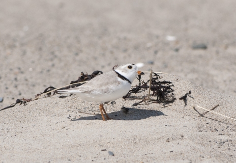 Grey and white bird with black markings around face and neck