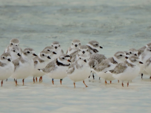 Smal flock of white and grey shorebirds in the water. Photo appears to be taken from a distance