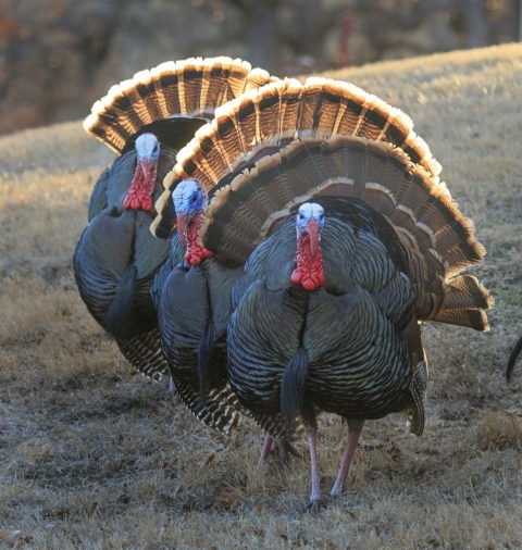 Three wild turkeys (fat brown ground birds) parade with fanned tail feathers at Wichita Mountains Wildlife Refuge in Oklahoma. 