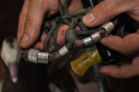 duck bands have been collected and tied onto a leather lanyard owned by a hunter