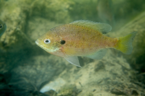A small olive green fish swimming underwater over rocks.