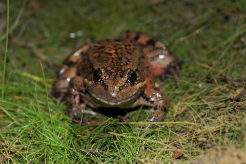 a brownish red frog with black stripes and spots stared into the camera