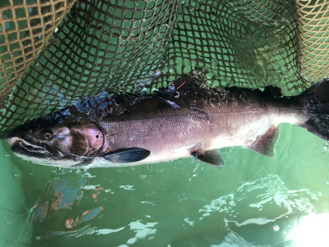 A male coho salmon is shown in a container. It has a small round hole punched in his gill cover and a bright orange tag shaped like a short piece of spaghetti in his dorsal fin.