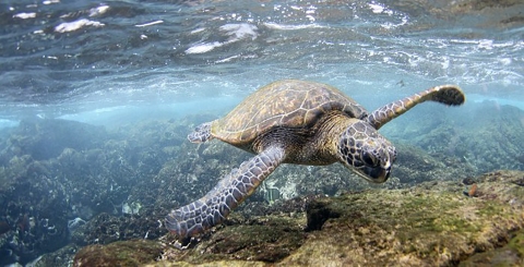 Green sea turtles swimming in a shallow area