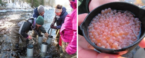 Two images Left: group of people in waders gently planting salmon eggs into the steam. Right: image of bright orange/pink salmon eggs