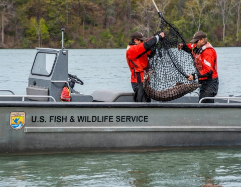 two people holding a net pull a large fish into a small boat