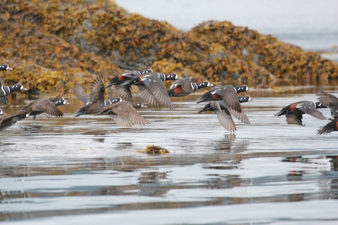 Harlequin ducks flying over water