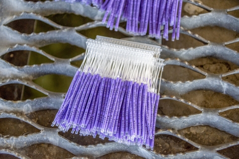 long purple tags