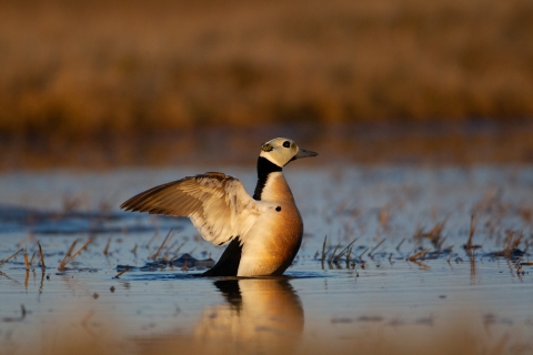 Male steller's eider displays in a pond