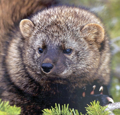 a close up photo of a fisher's face