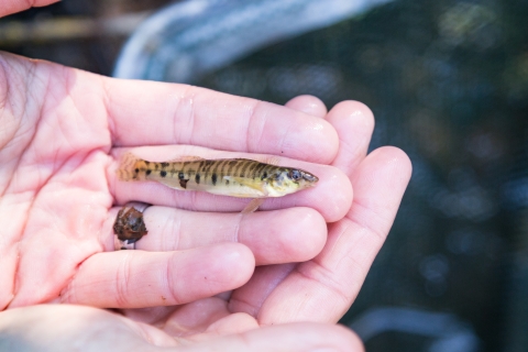 a small striped fish laying on a hand