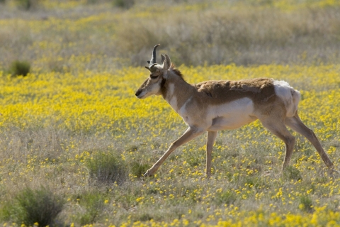 A Sonoran pronghorn runs through a field of yellow flowers.