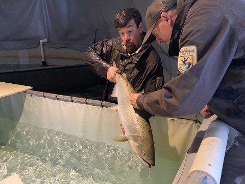 A man holds a salmon in his hand while another man looks at the area near its fin