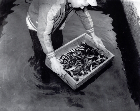 Black and white photo of man in cap and long-sleeved jacket standing knee deep in a concrete pond, looking into a shallow wooden box with slats at the bottom which is filled with fish the length of a finger.