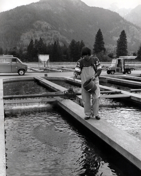 Black and white photo of a young man wearing a football jersey and waders, sprinkling food from a bucket into a concrete pond to feed fish. More ponds are seen beside and behind him, as well as a van with a roof rack and a golf cart with a canopy over the back. In the far distance is a forested mountain.