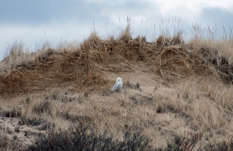 Snowy owl sitting on sand dune