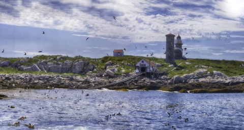 Matinicus Rock seabird colony