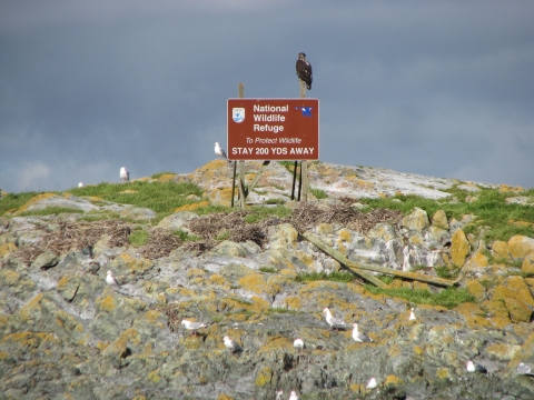 A Young Eagle Perches on a National Wildlife Refuge Sign