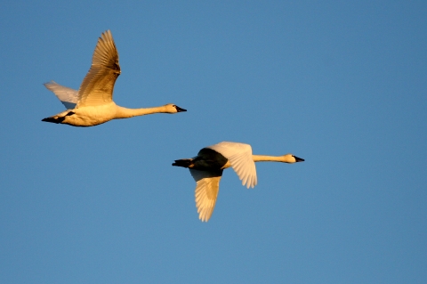 Tundra Swans (Cygnus columbianus) observed flying over J. Clark Salyer National Wildlife Refuge 