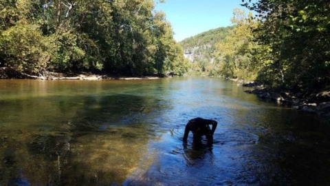 A biologist kneels in knee-deep water looking for freshwater mussels in a river in Missouri.