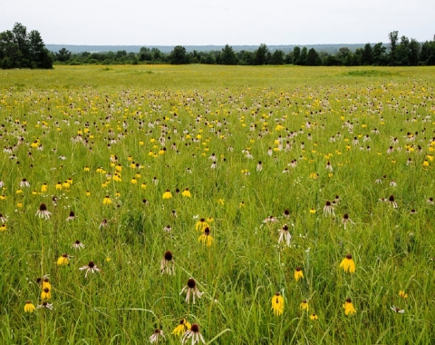 A field of wildflowers (flowers with yellow petals, and flowers with white/pink petals) in an Arkansas prairie.