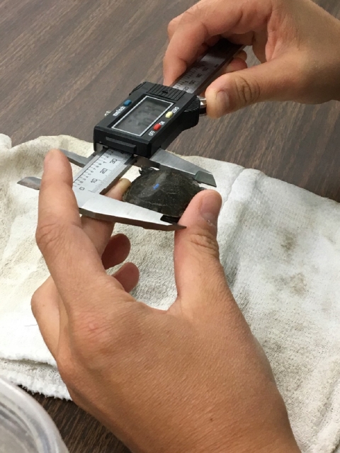 a person holds a measurement device to a turtle hatchling
