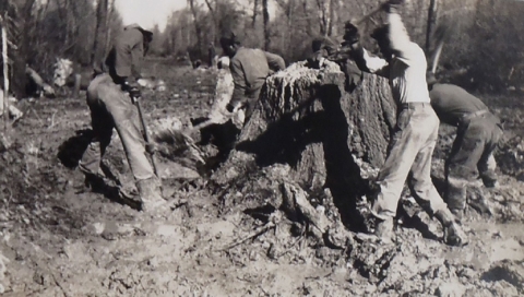 Black and white photo of five African American men working to remove a large tree stump.