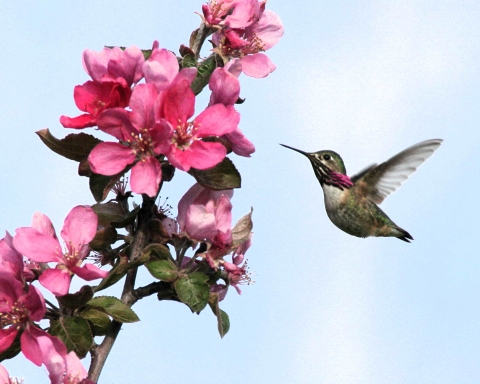 Malheur NWR_Calliope Hummingbird_Barbara Wheeler, USFWS Volunteer 