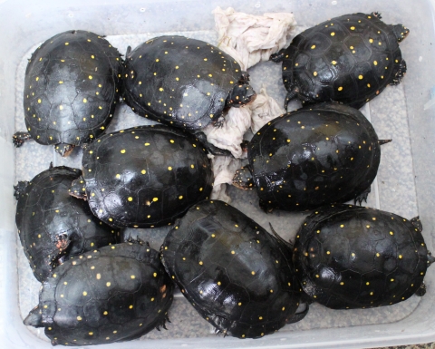 Spotted turtles in a plastic bin